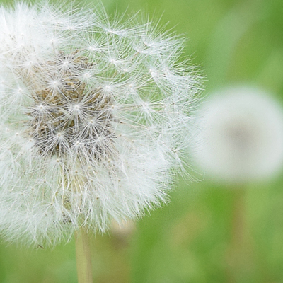 Dandelion cypsela CU