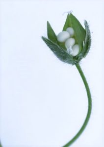 chickweed seed capsule xs