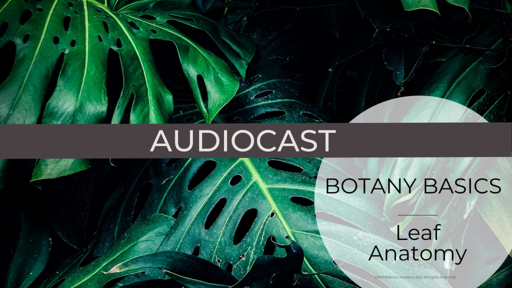 WMA Audiocast Leaf Anatomy